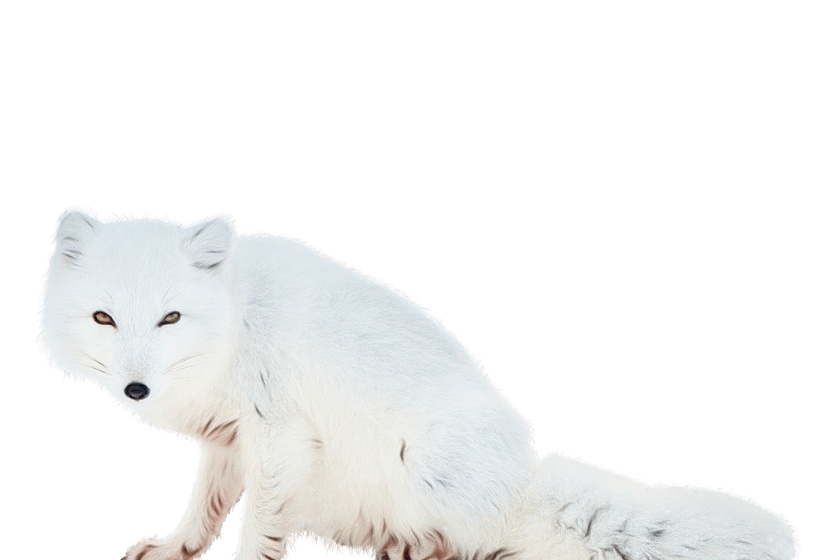 arctic fox white fox wildlife animal figure Clipart