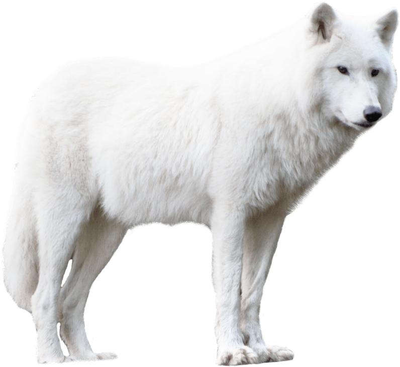 Wolf Cartoon Clipart