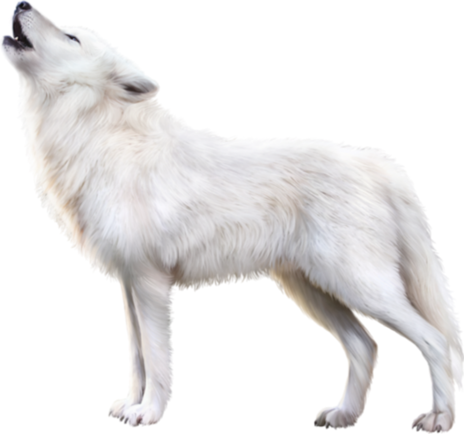 Wolf Cartoon Clipart