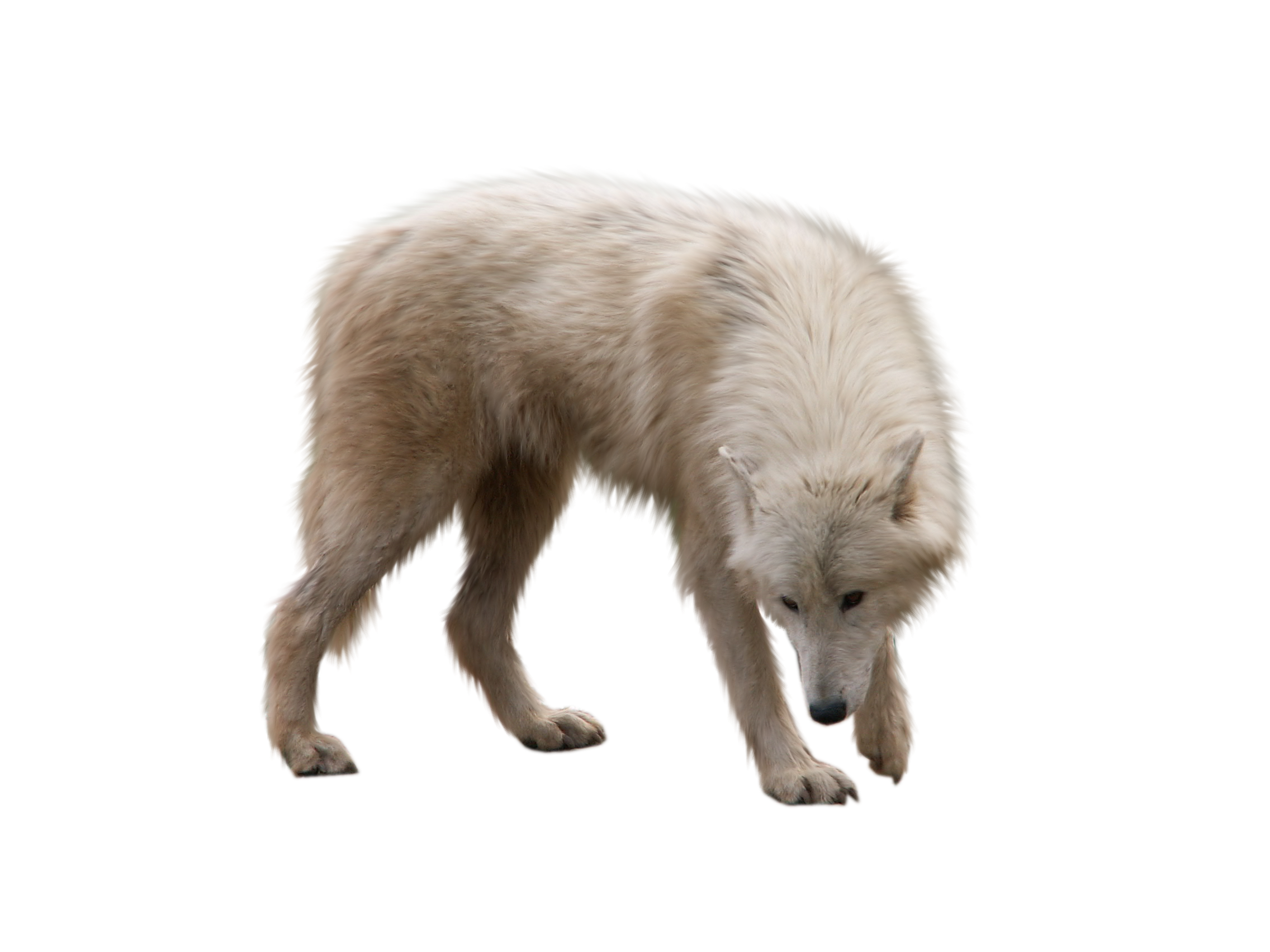 Polar Bear Cartoon Clipart