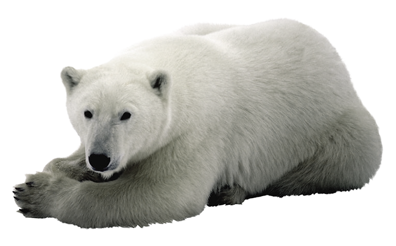 Polar Bear Cartoon Clipart