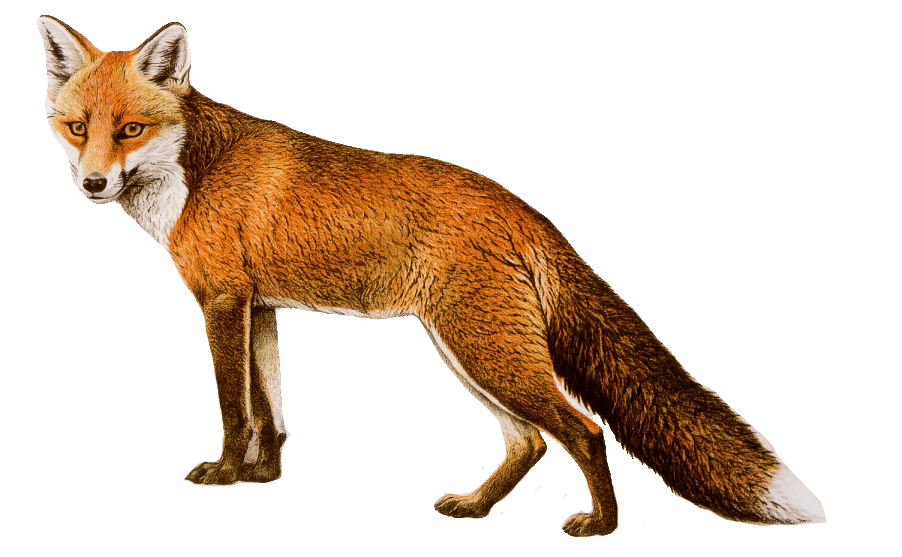 Fox Drawing Clipart