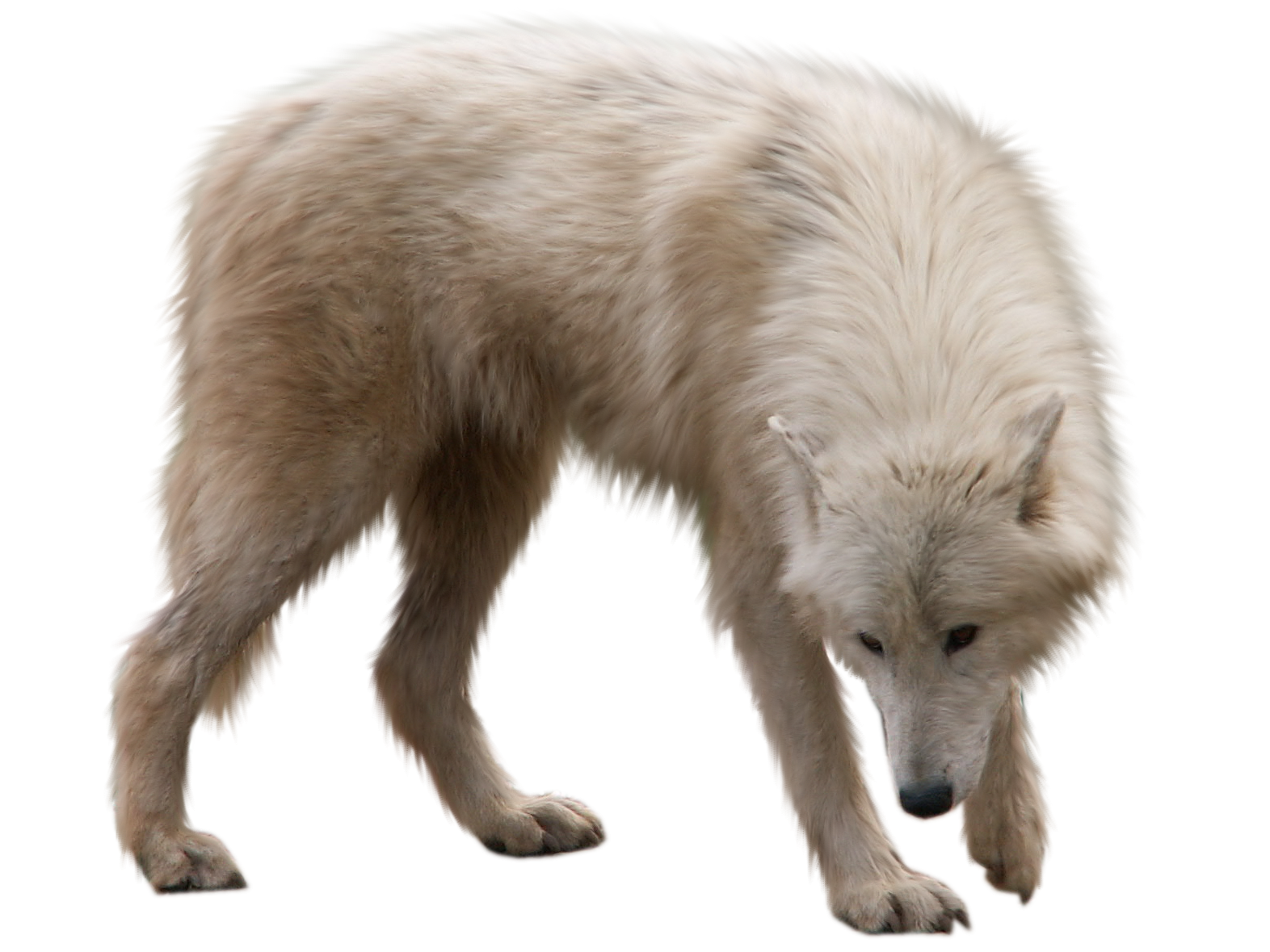 Polar Bear Cartoon Clipart