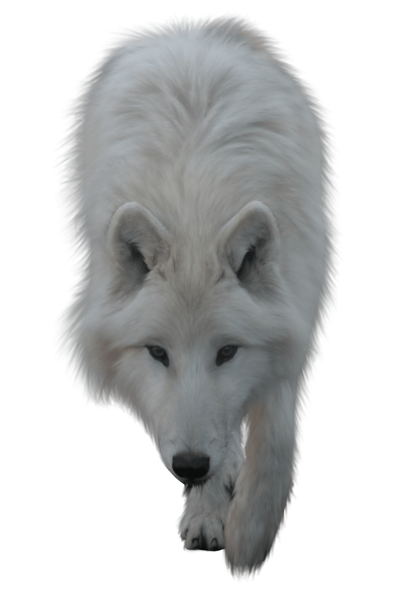 Wolf Cartoon Clipart