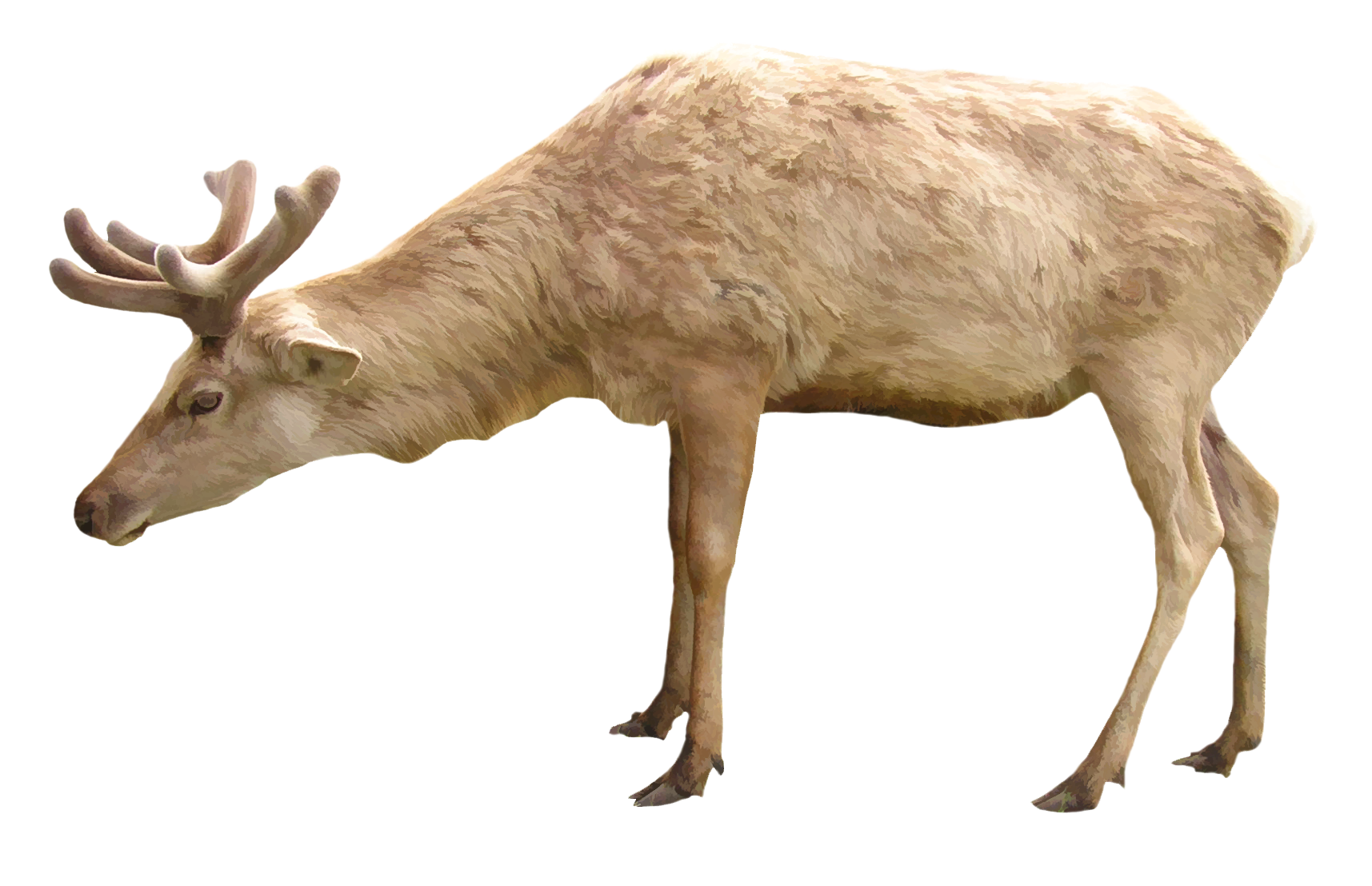 Fox Cartoon Clipart