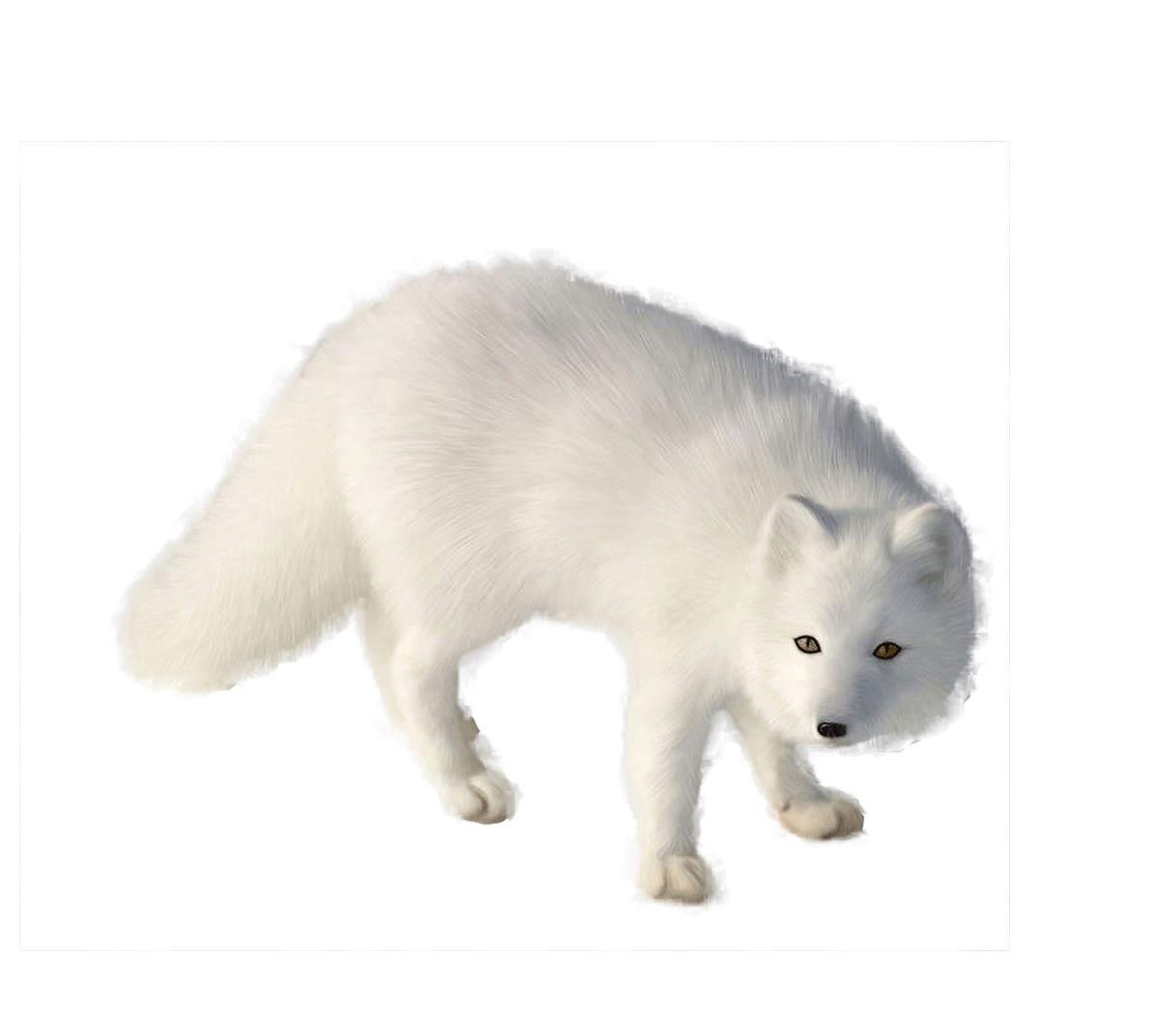 Cat Background Clipart