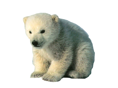 Polar Bear Cartoon Clipart