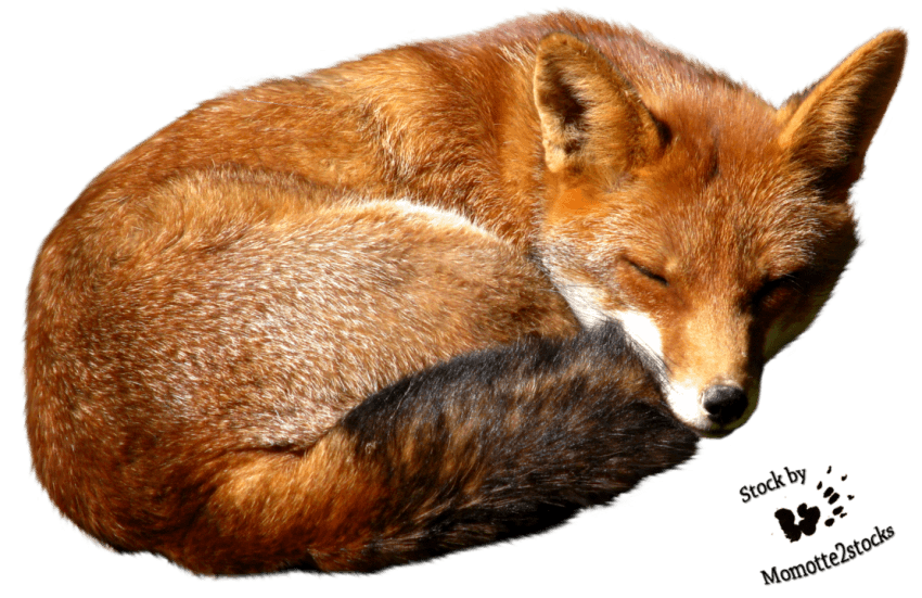 Fox Drawing Clipart
