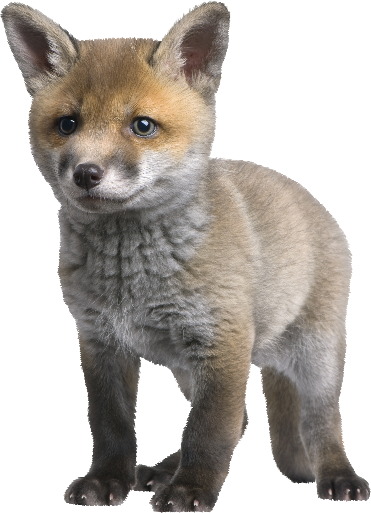 Fox Cartoon Clipart