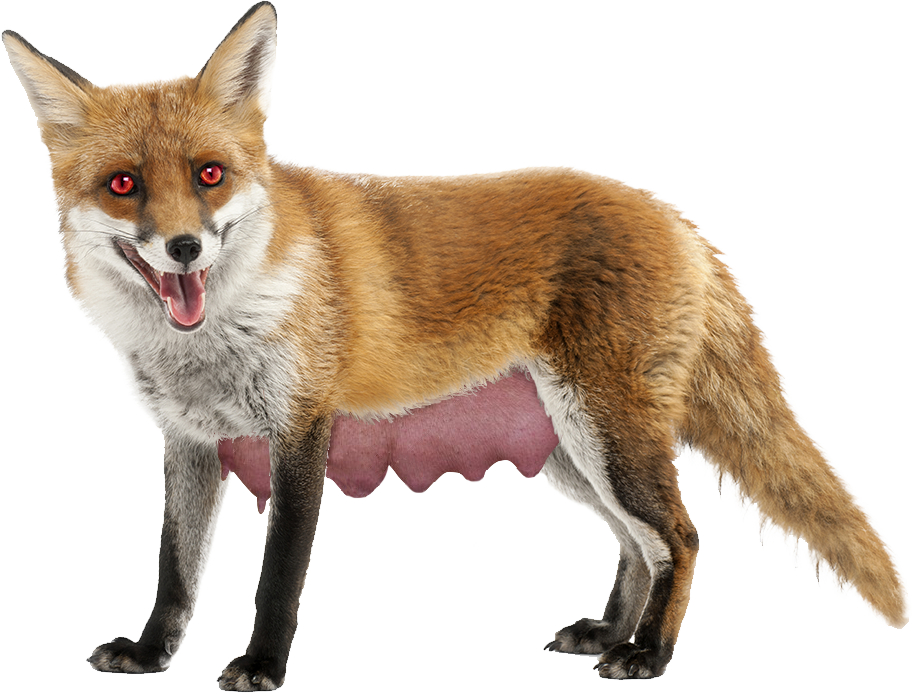 Fox Cartoon Clipart