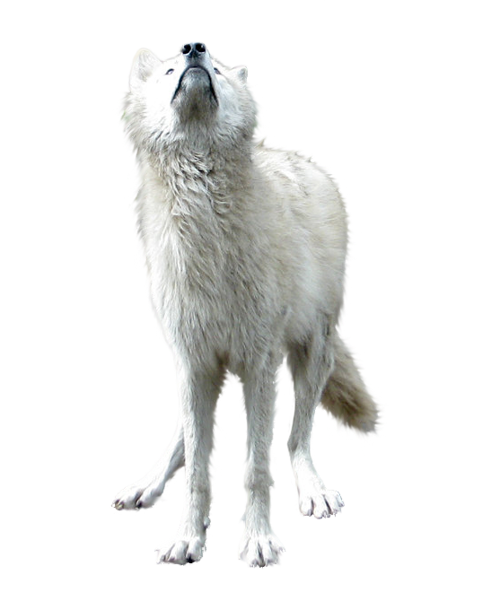 Wolf Cartoon Clipart