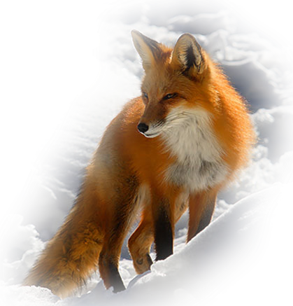Winter Background Clipart