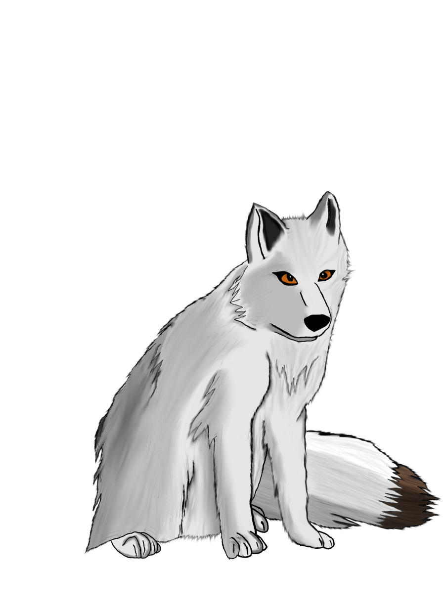 Wolf Drawing Clipart