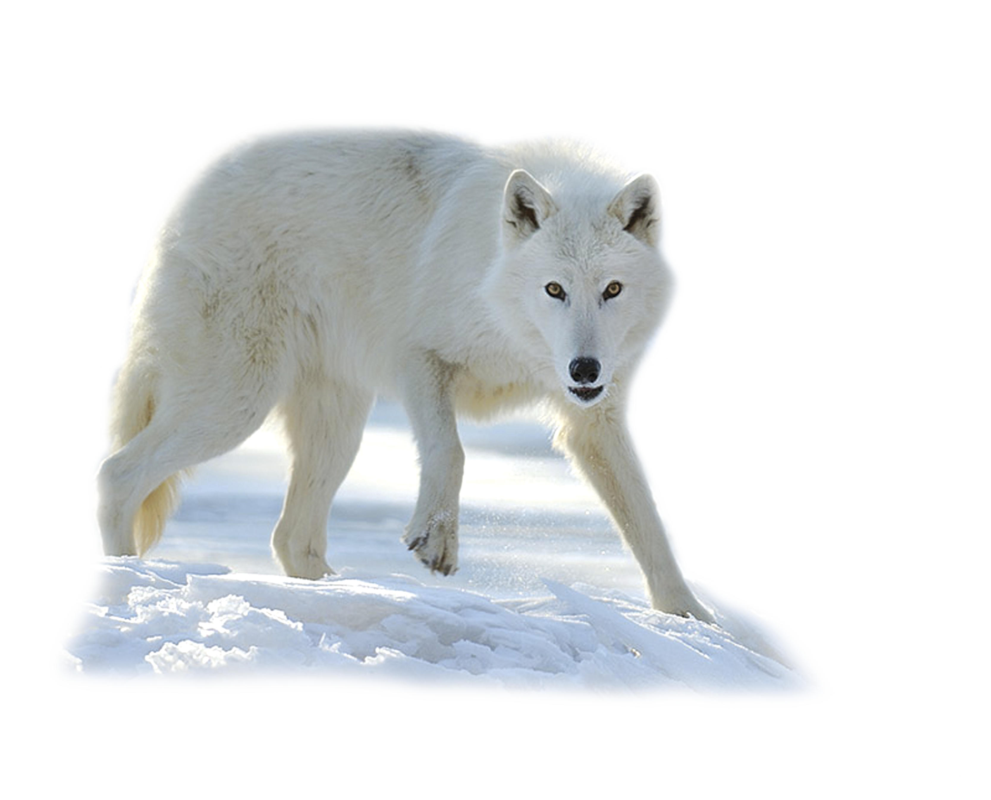 Wolf Cartoon Clipart