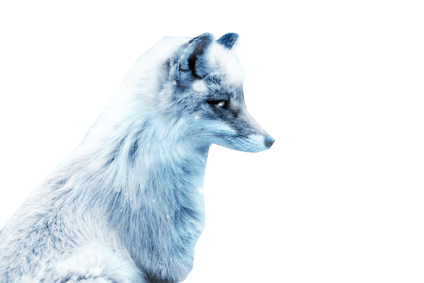 Fox Drawing Clipart