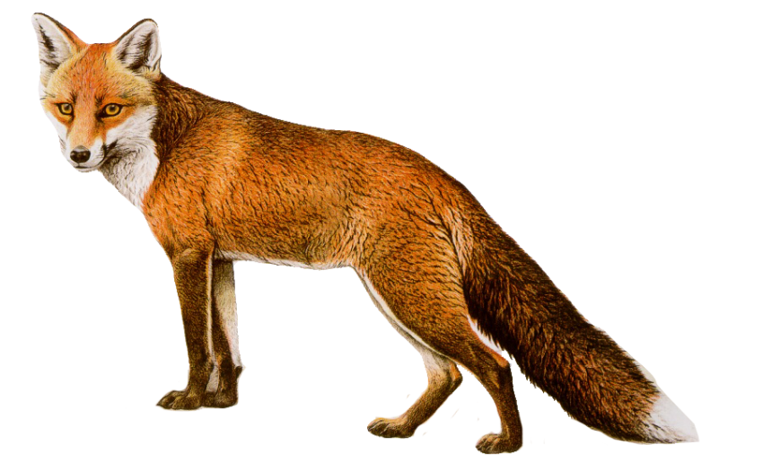 Fox Cartoon Clipart