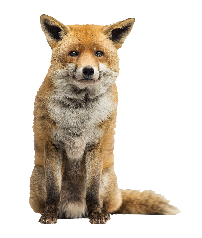 Wolf Cartoon Clipart