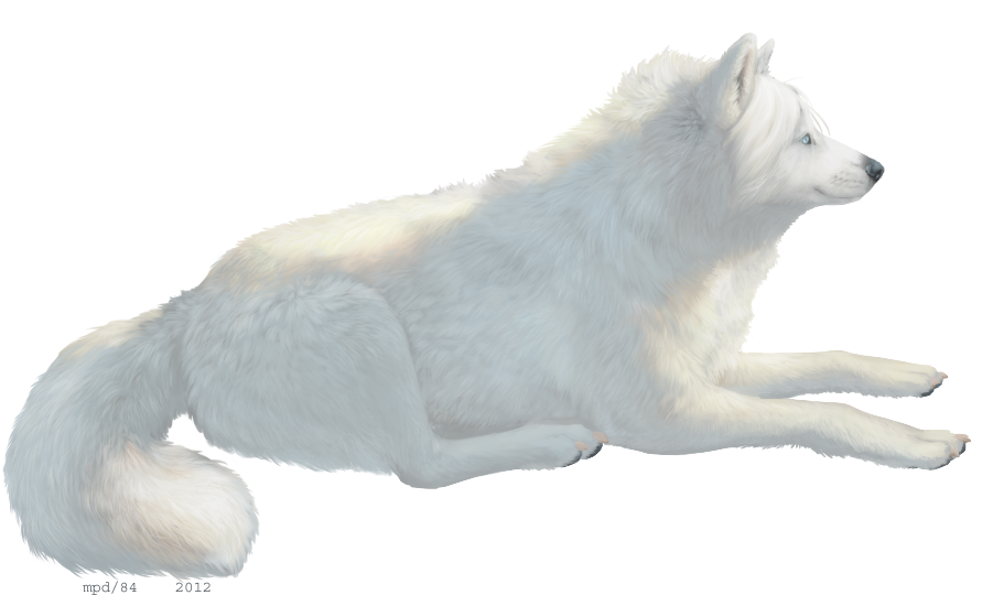 Polar Bear Cartoon Clipart