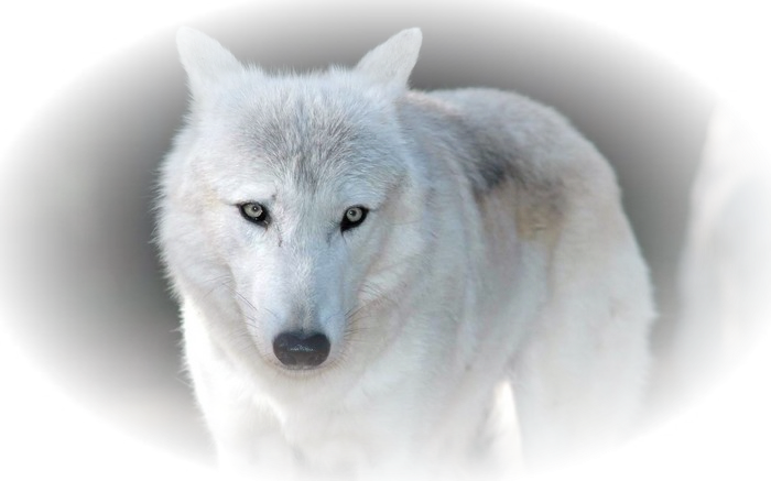 Wolf Cartoon Clipart