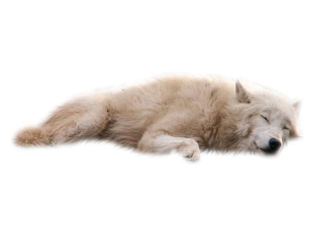 Fox Drawing Clipart