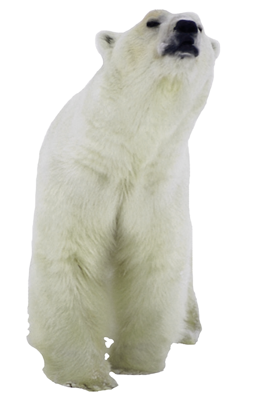 Polar Bear Cartoon Clipart