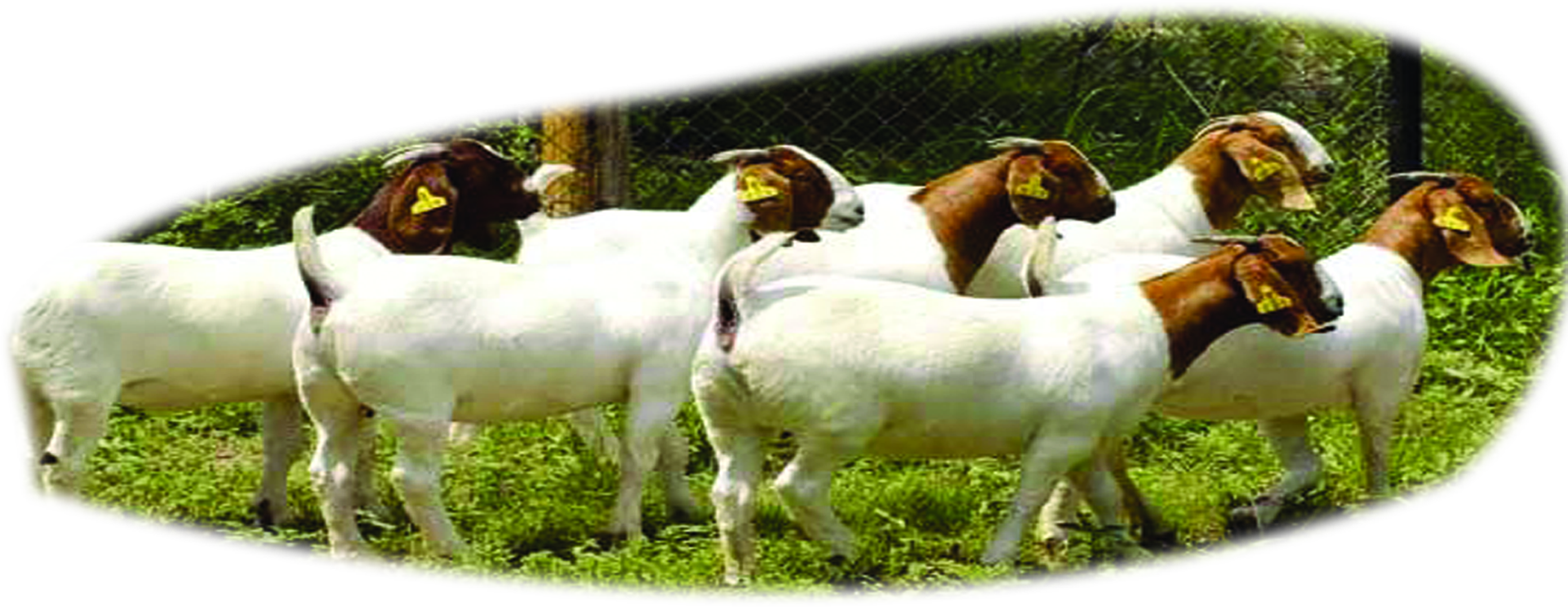 Goat Cartoon Clipart