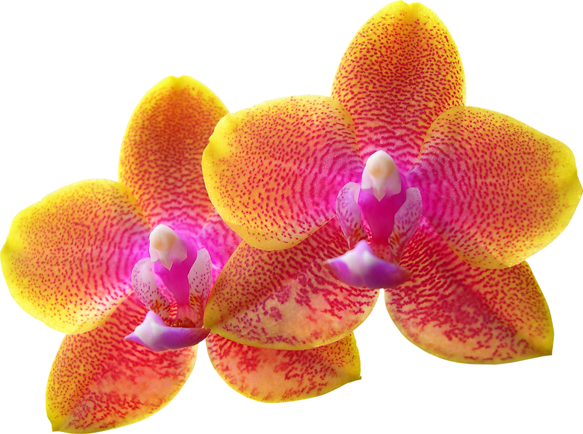 Orchid Flower Clipart