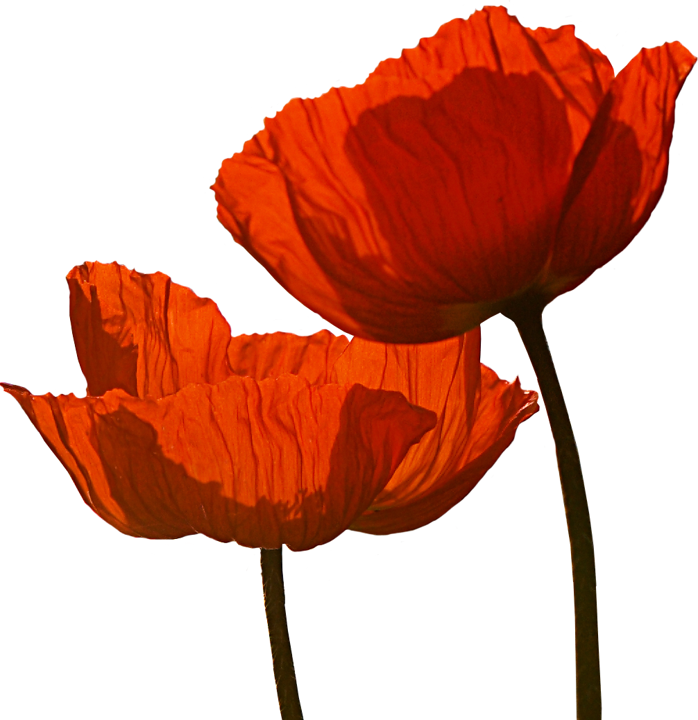 Anzac Day Flower Clipart