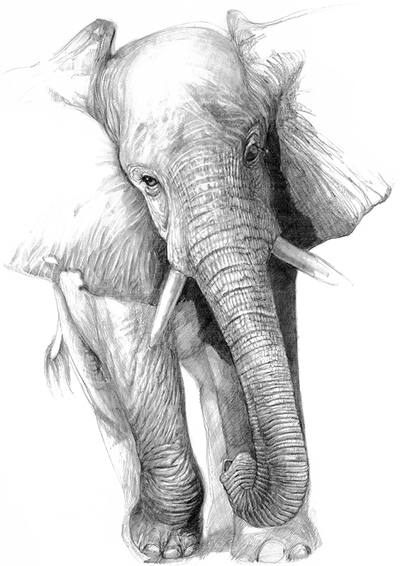 Indian Elephant Clipart