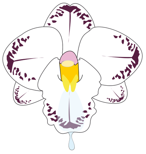 Clip Art Of Wild Orchid Flower In Color Clipart