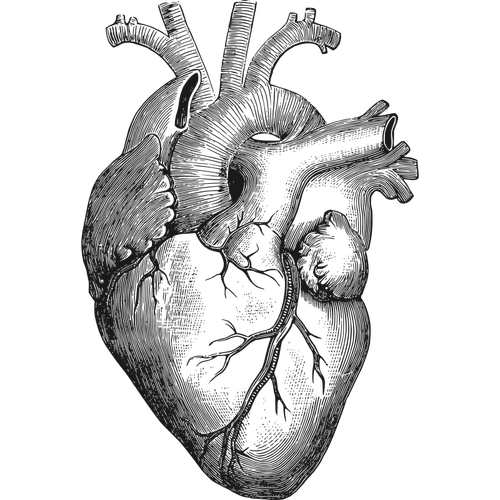 Anatomical Heart Clipart