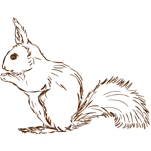 Squirrel Drawing Clip Art Clipart
