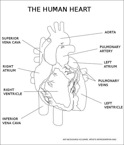 Of The Human Heart Clipart