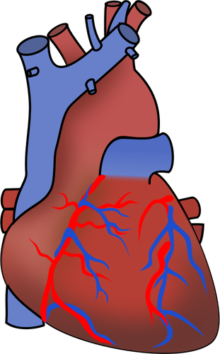 Of Heart Showing Valves, Arteries And Veins Clipart