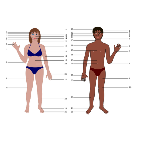 Anatomy Of The Human Body Chart Clipart