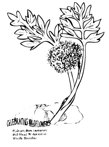 Plant With Leaves Line Art Clipart