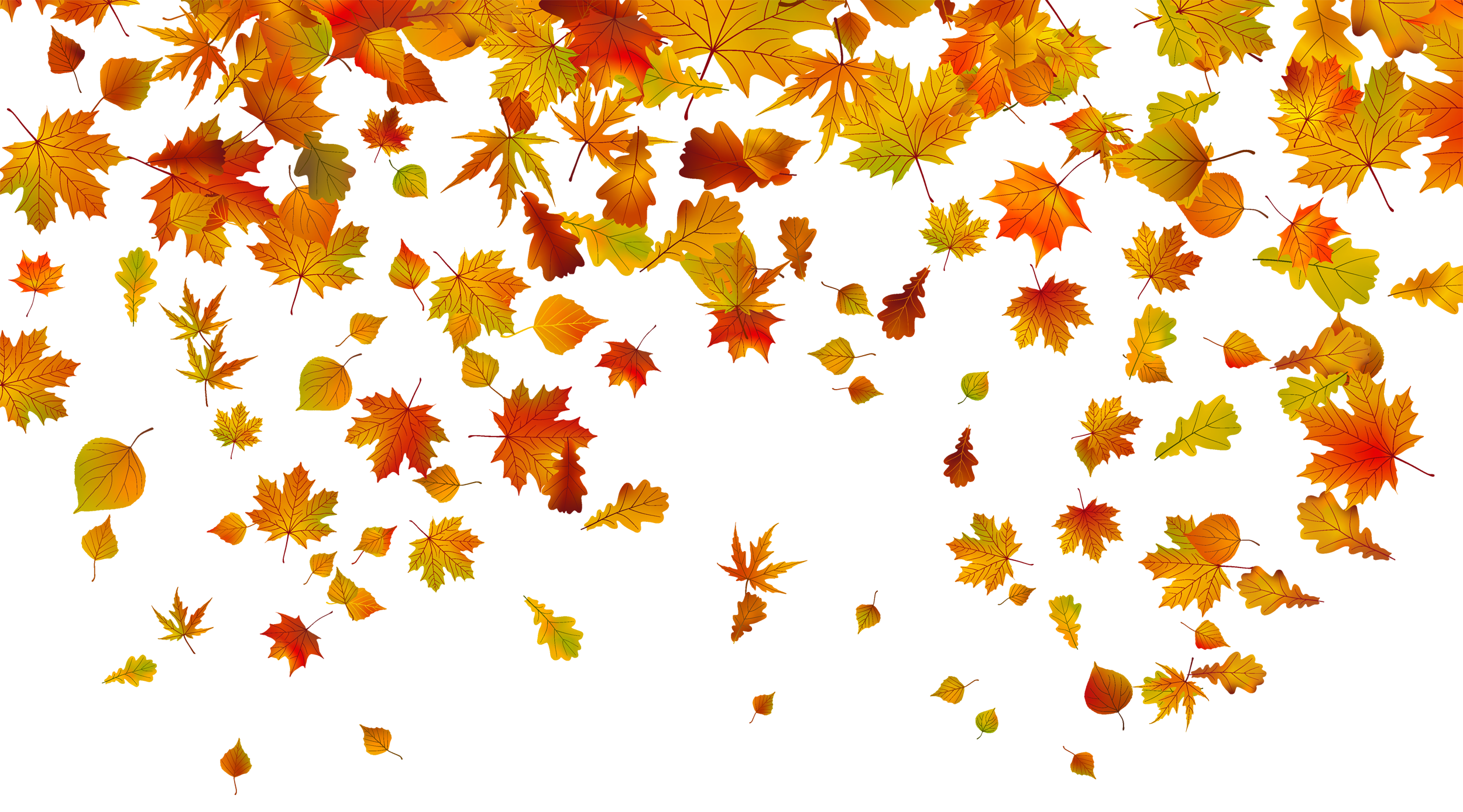 Leaf Color Leaves Autumn Fall Transparent Clipart
