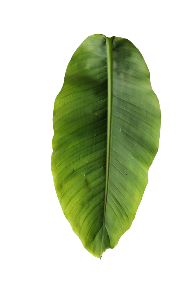 Basjoo Musa Leaf Banana Leaves Free Transparent Image HD Clipart