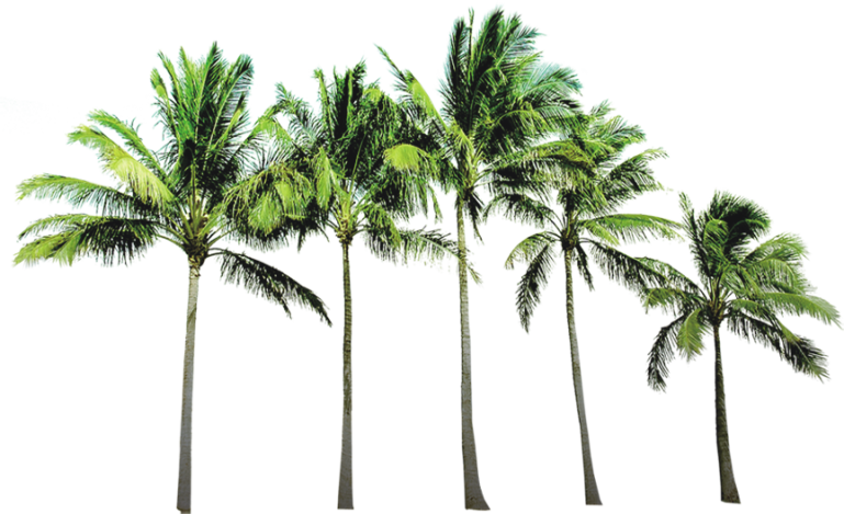 Arecaceae Coconut Wallpaper Beach Tree Free HQ Image Clipart