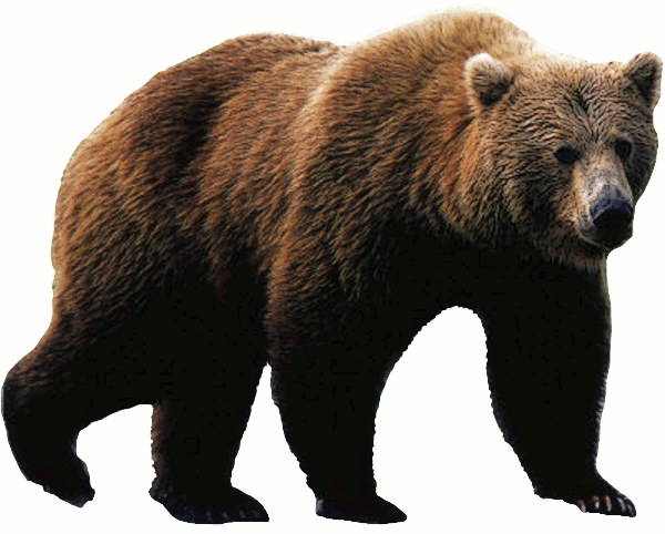 Bear At Vector Transparent Image Clipart