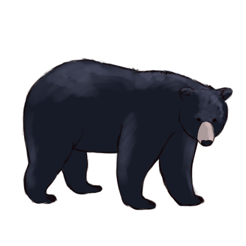Grizzly Bear Silvertip Bear Graphics Hd Photos Clipart