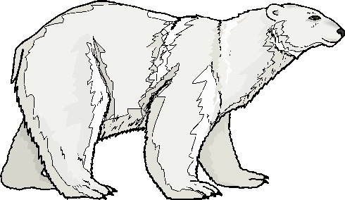Bear Images Images Free Download Png Clipart
