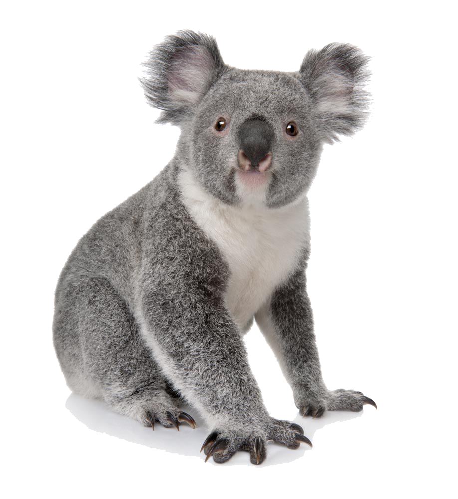 Australia Animal Bear Koala Daze Cuteness Clipart