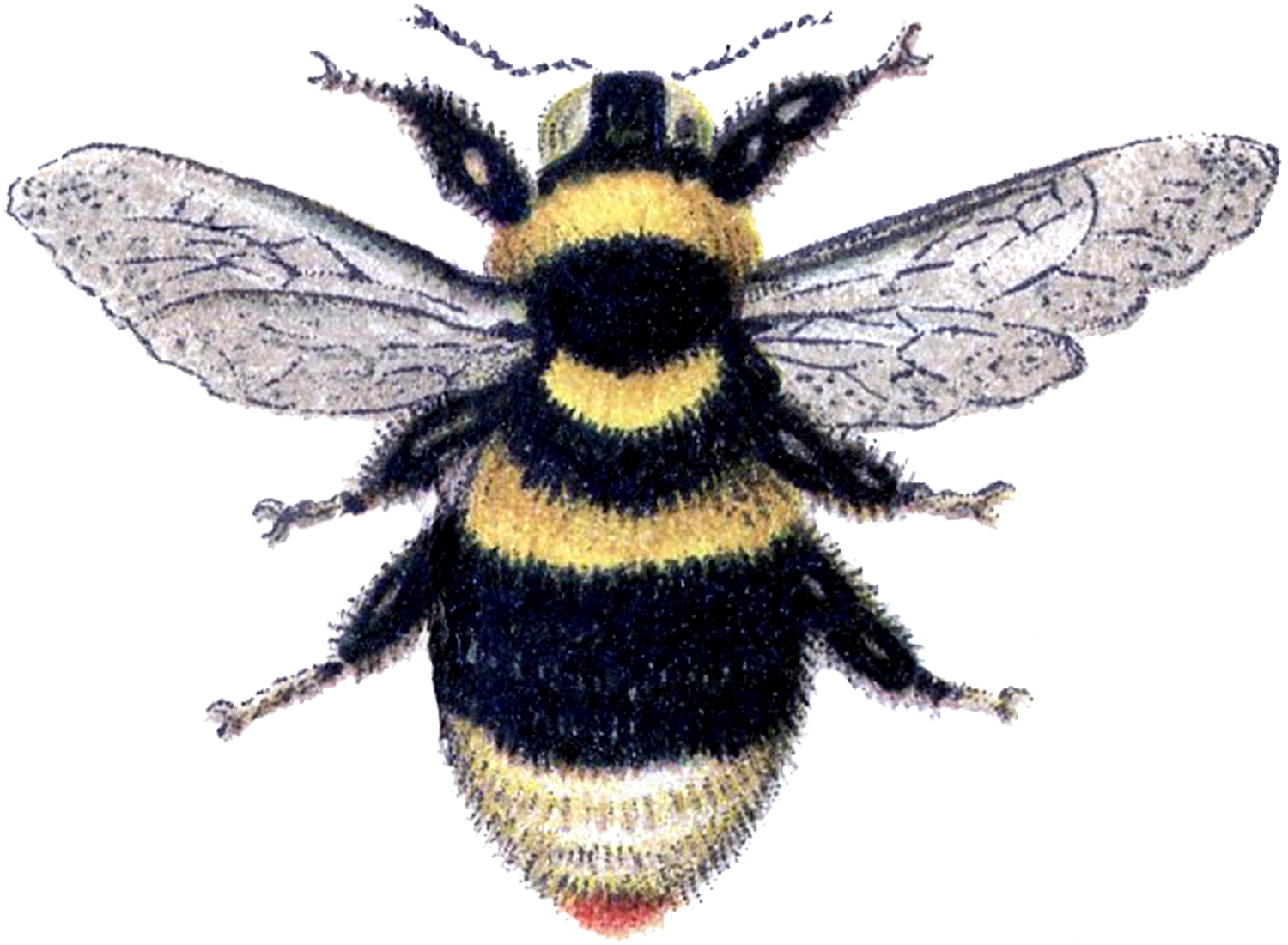 Bumble Bee Marvelous Bumblebee Image The Graphics Clipart