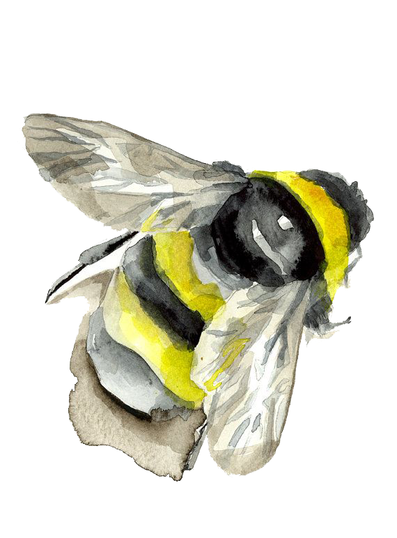 Watercolor Painting Insect Bumblebee Bee PNG Free Photo Clipart