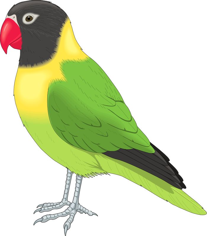 Bird Full View And Download Love Birds Clipart