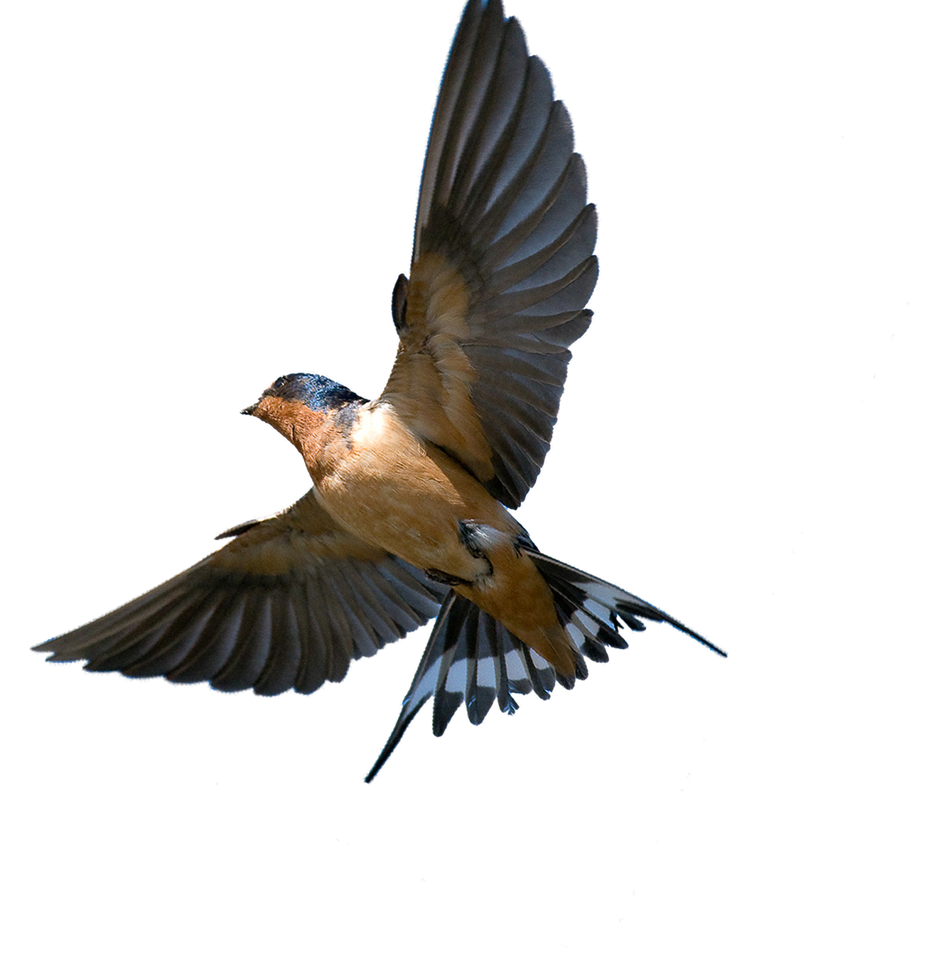 Southern Flying Tree Rough-Winged Swallow Bird Barn Clipart