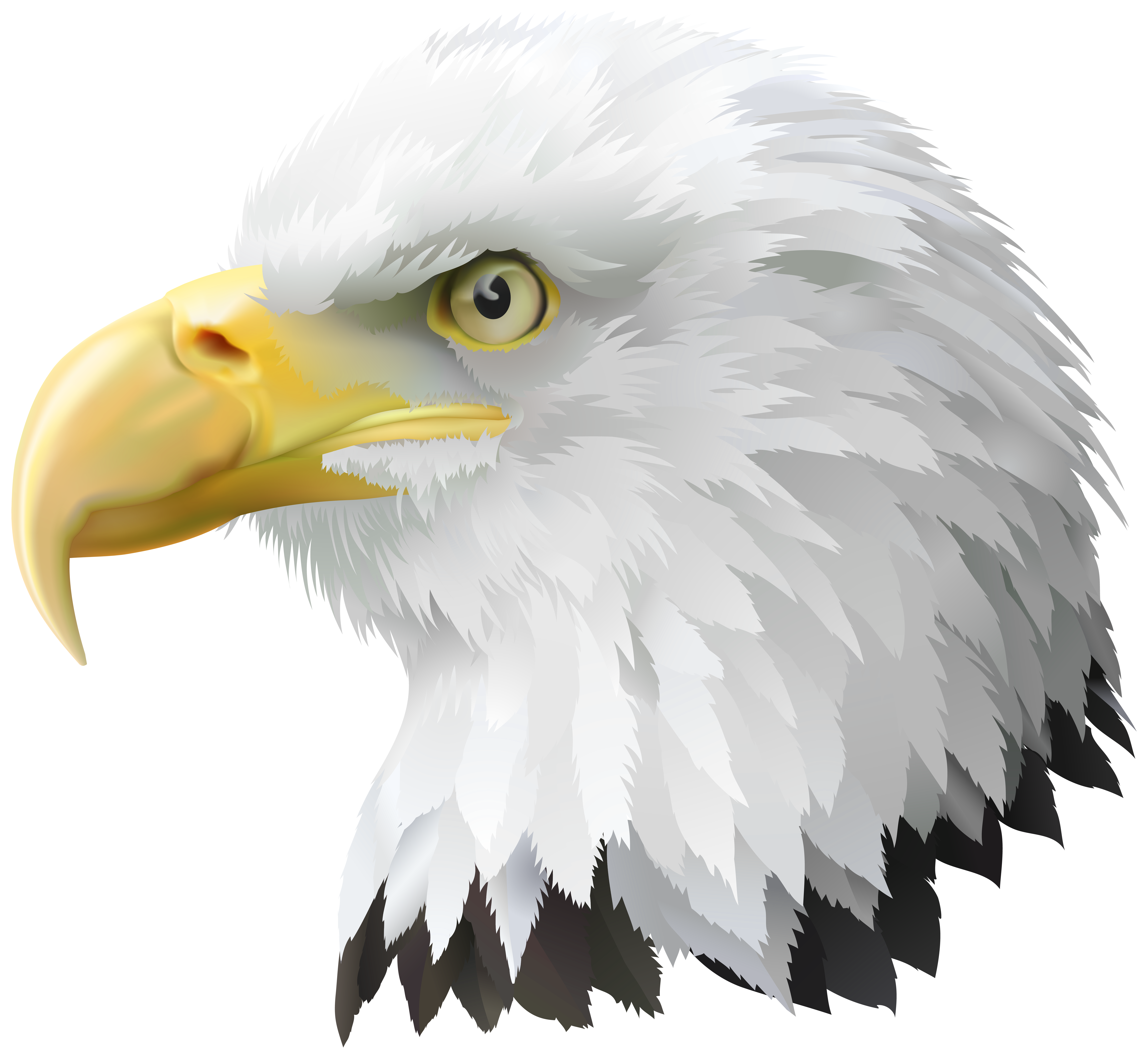Eagle American Bald Head Transparent Free Clipart HD Clipart