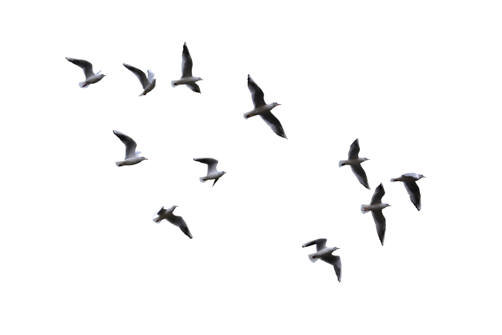 Flying Flight Bird Gulls Download HD PNG Clipart