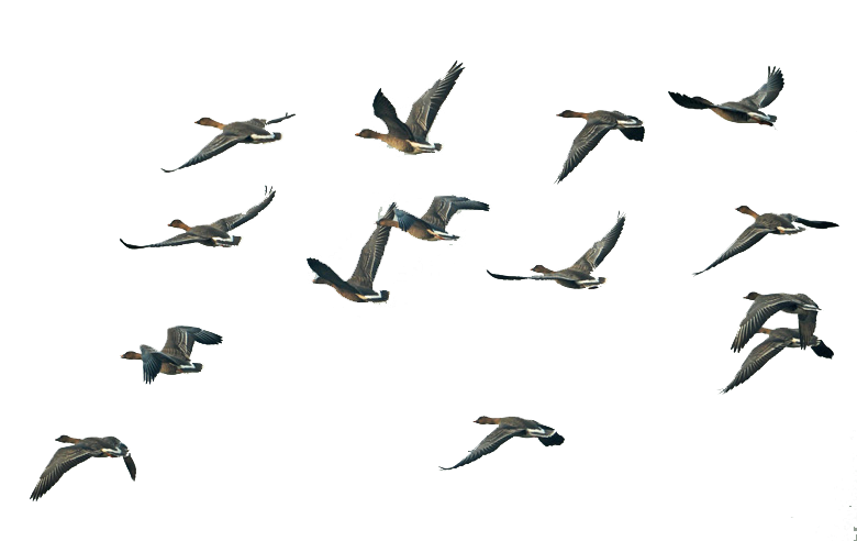 Fly Group Of Swan Goose Migration Flight Clipart